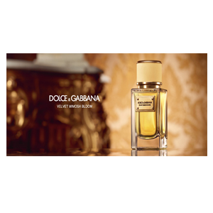 Dolce & Gabbana Velvet Mimosa Bloom