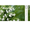 Hermes Hermessence Muguet Porcelaine