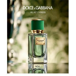 Dolce & Gabbana Velvet Cypress